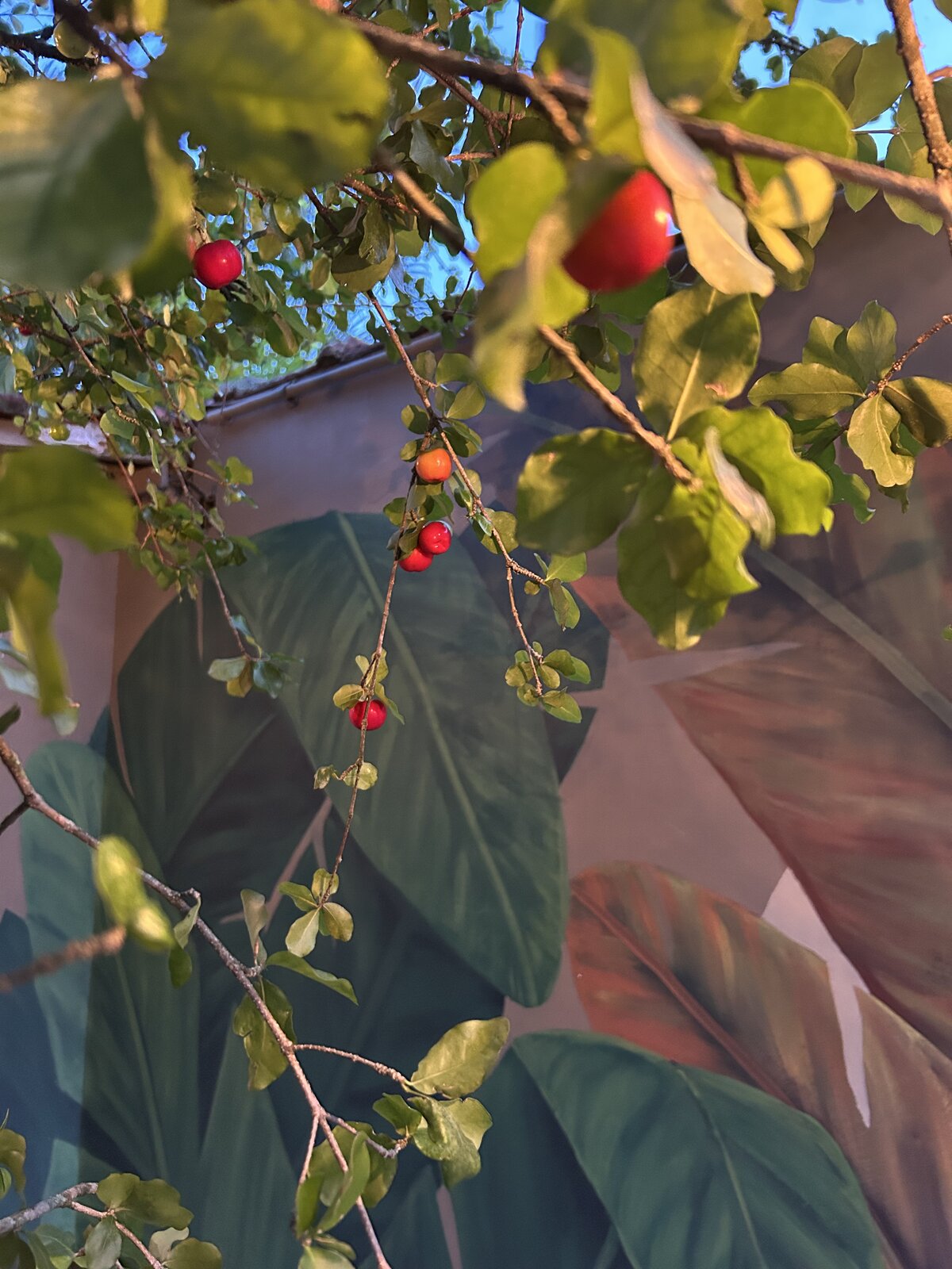 Galho de acerola com frutas vermelhas na frente das folhagens pintadas do mural.