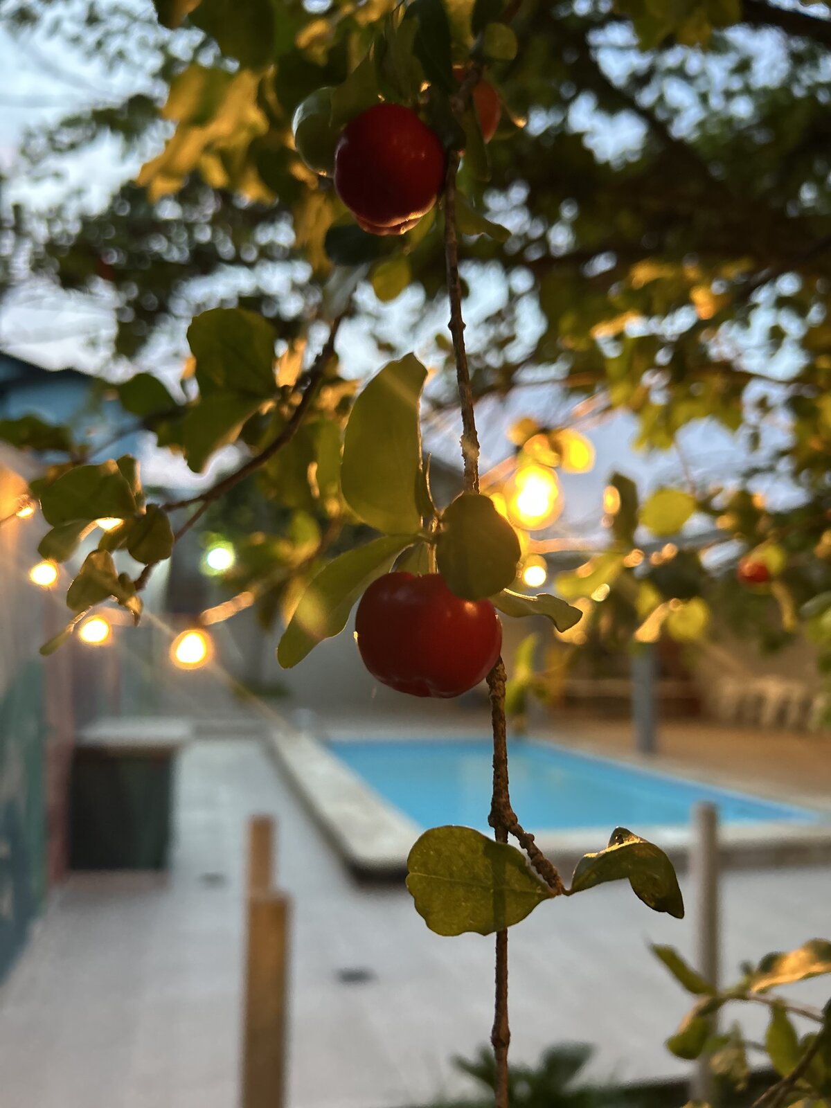 Pé de acerola carregado de frutas vermelhas, com as luzinhas acesas atrás.