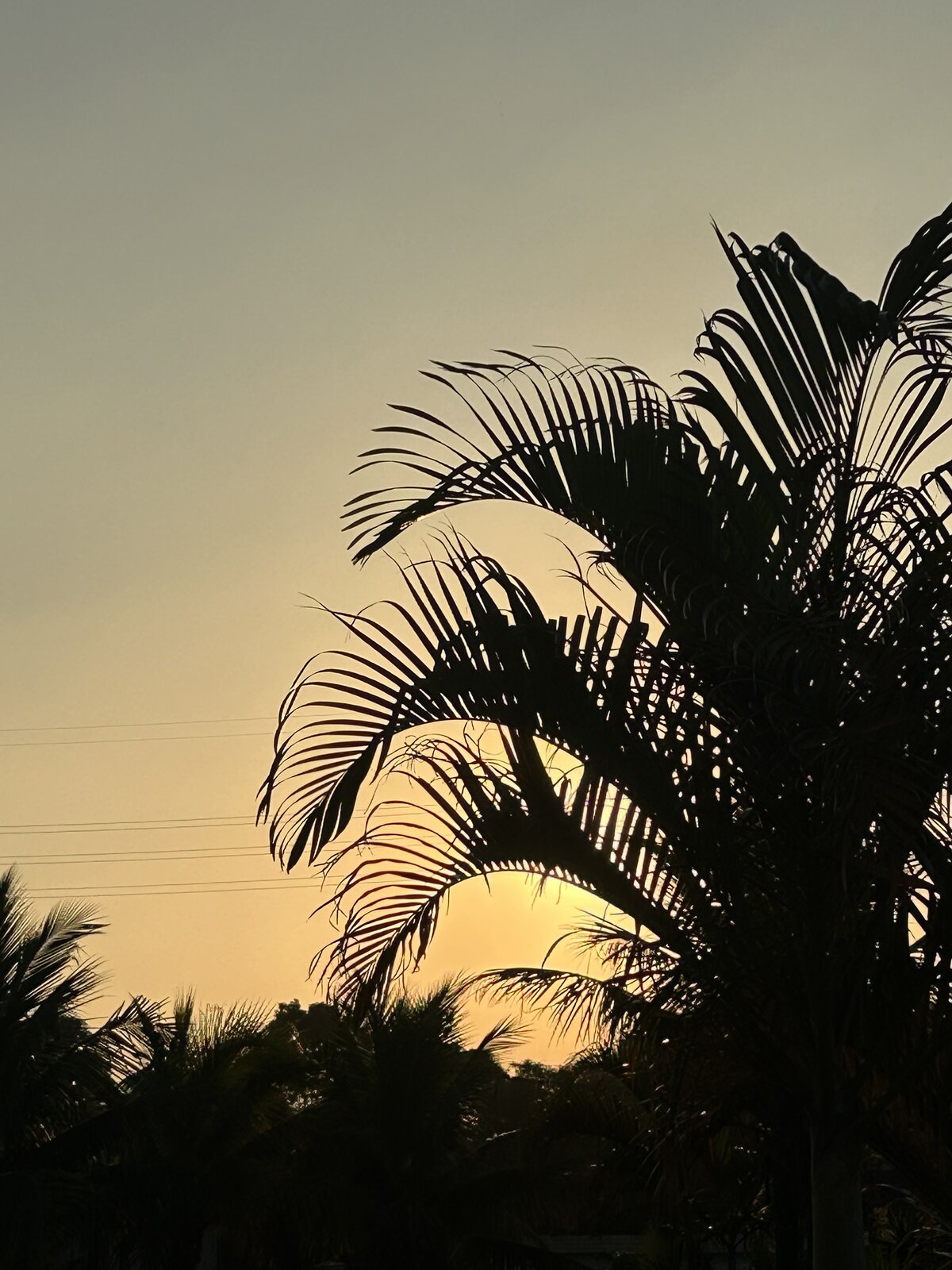 Pôr do sol visto do morro, com as folhas da palmeira recortadas contra o céu dourado.
